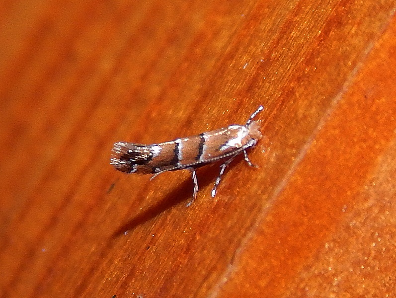 Microlepidottero da ID